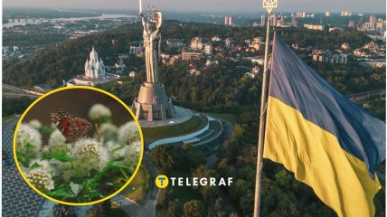 У столиці розмножується рідкісний метелик Поліксен