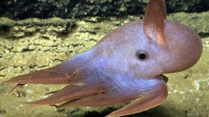 Біологи показали найбільш глибоководного восьминога у світі