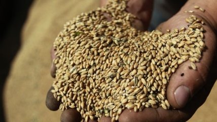 УКАБ увеличил прогноз экспорта пшеницы почти на треть 