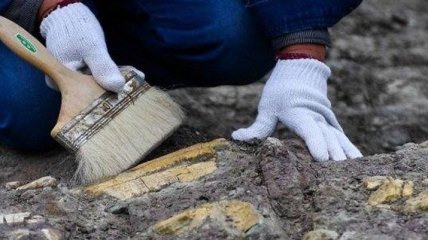 "Живой самолет": найдены останки уникального древнего хищника