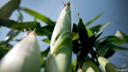Евросоюз разрешил выращивание трансгенной кукурузы