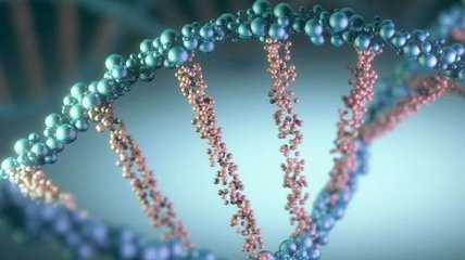 Ученые обнаружили новую форму молекулы ДНК