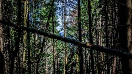 На Львовщине СБУ расследует нелегальную вырубку леса на почти 2 млн грн