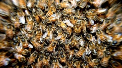 Ученые обнаружили, что пчелы перестают танцевать