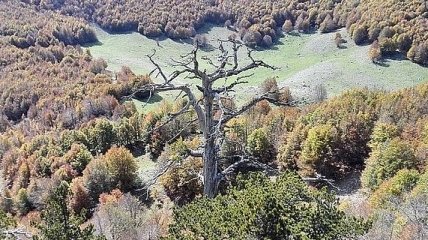 Обнаружено самое старое дерево на территории Европы 