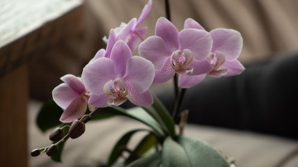 Догляд за орхідеями потребує зусиль