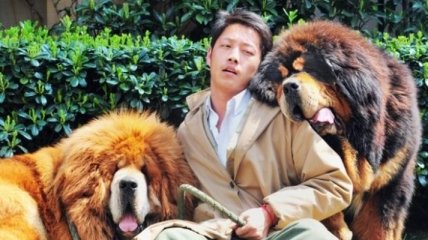Щенка тибетского мастифа продали за $2 млн