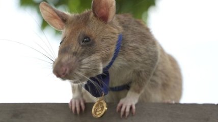 Крыса получила золотую медаль престижной организации "за храбрость при обнаружении мин" 