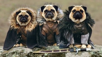 Забавный фотопроект: три мопса в "Игре престолов" 