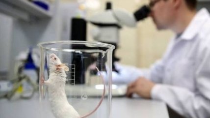 Здоровая мышка: ученым удалось вывести животное из искусственной клетки
