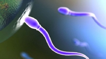 Впервые человеческие сперматозоиды вырастили в пробирке 