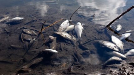 Бытовые стоки стали причиной гибели рыбы