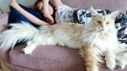 Огромнейший кот по имени Лотос покоряет сердца людей