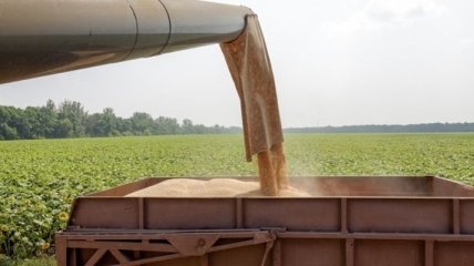 Украина исчерпала квоты на поставки пшеницы и кукурузы в ЕС 