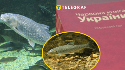 Вырезуб занесен в Красную книгу Украины