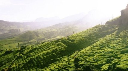Таинство произрастания чая на плантациях в Индии (Фото)