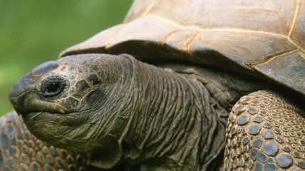 Черепахи не могут умереть от старости