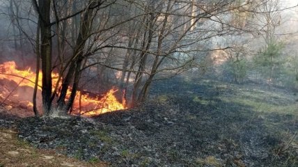 В Броварах произошел пожар из-за поджога травы (Фото)
