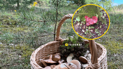 Как выглядит гриб "печеночница"