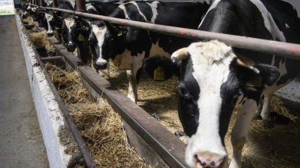 В Минздраве рассказали, чем опасно мясо "на антибиотиках" и как уберечься 