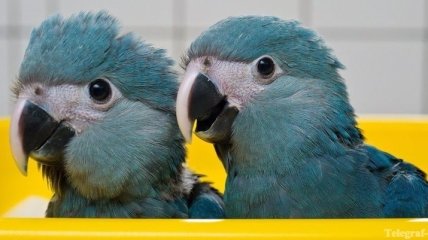 В пражском зоопарке появится новый павильон для попугаев