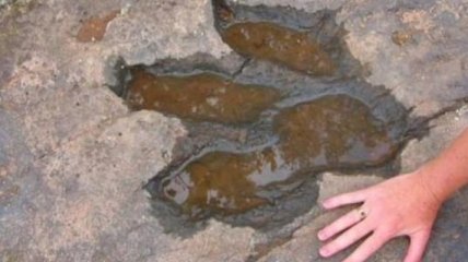 В горах Китая обнаружили следы ящеров Юрского периода