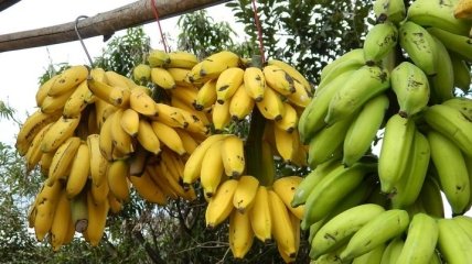В чому користь бананів для нашого організму