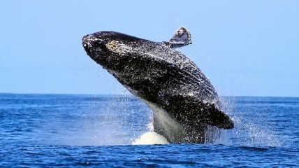 Сегодня отмечается Всемирный день китов