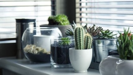 Натуральные очистители воздуха: топ-13 декоративных растений для вашего дома 