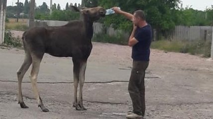 Под Киевом лось разгуливал среди людей и просил пить