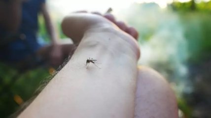 Укус комара спровокований "запахом" людини