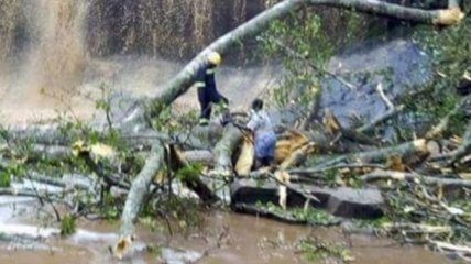 В Гане из-за падения дерева погибли около 20 человек