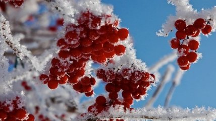 Погода в Украине 28 ноября: местами дожди с мокрым снегом 