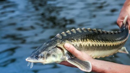 Остер – редкая рыба в наших водоемах