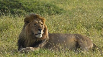 Могучие и грациозные африканские львы (Фото)