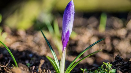 Уже пробиваются первые цветы