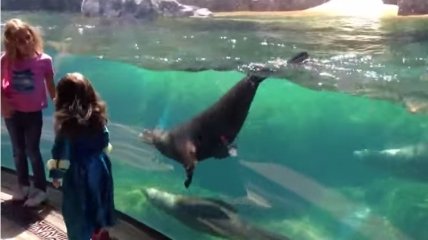 ВИДЕОпозитив: морской лев испугался, когда девочка упала