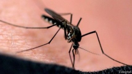 В Бердянске страдают от нашествия комаров