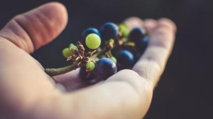 Медики рассказали, за что мы любим виноград
