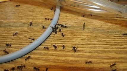 Чем опасны муравьи в квартире