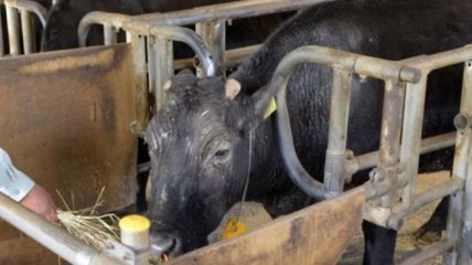 Невосполнимая утрата: умерла первая в мире клонированная корова