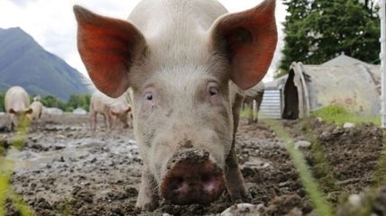 В районе Харьковской области зарегестрирована АЧС