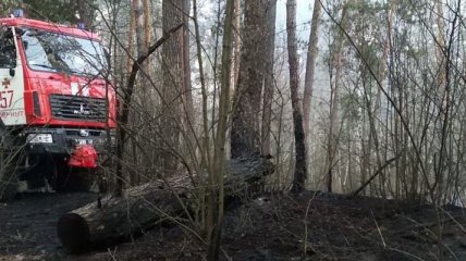 Ситуация с пожарами: На Харьковщине спасатели ликвидируют лесное возгорание (Фото)
