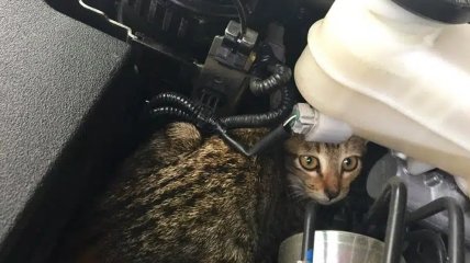 Кот в двигателе авто