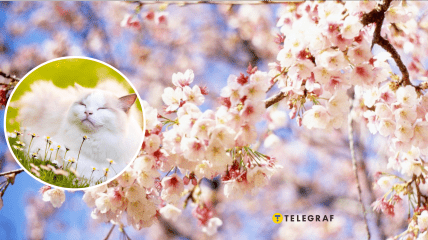 Кіт та дерева навесні