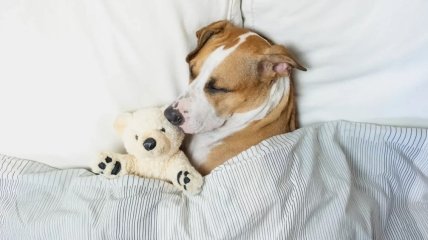 Сон собаки может быть беспокойным, как и у человека
