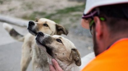 С ЧАЭС в США планируют вывезти около 200 бездомных щенков
