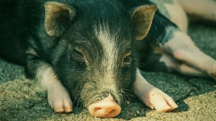 В Британии попытаются пересадить человеку почку генно-модифицированной свиньи