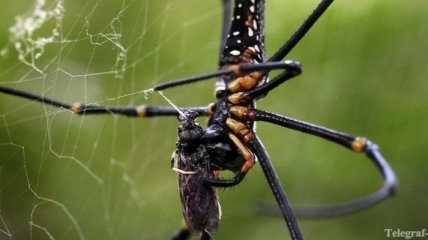 Американские ученые обнаружили новый вид паука