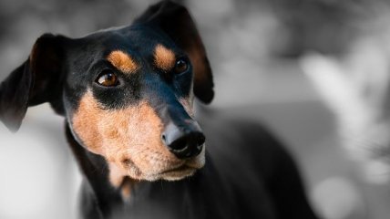 Собаки умеют распознавать по запаху эпилептический припадок (Видео)